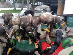 Scenic landscape with fishing and hunting activities in ON