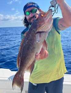 Beautiful snowy grouper from 700 ft