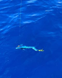 Amazing fishing adventure in Islamorada