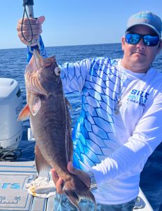 Scamp grouper from 500 ft. May 2024