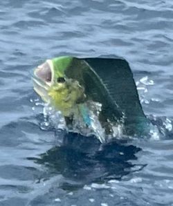 A beautiful fishing excursion in FL