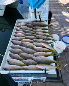 6 fish caught while fishing in FL