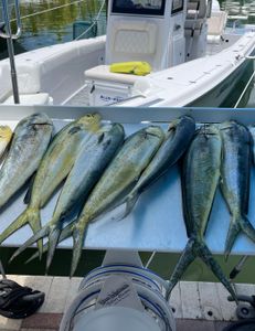5 fishing hooks in the water at Islamorada