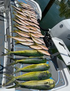 Five beautiful Mahi Mahi or Common Dolphinfish swimming in the waters around Islamorada