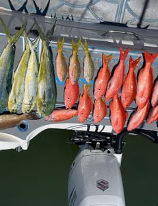 12 fish caught in Islamorada, Florida during a fishing trip