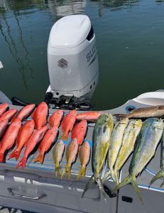 Nine pollock fish caught in Islamorada during a fishing trip