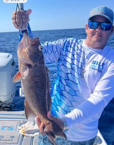 Catch of a red grouper fish in Islamorada