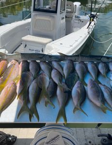 8 fish caught while fishing in FL