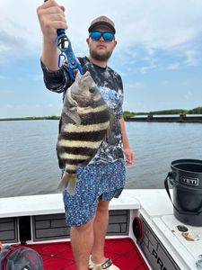 Sheepshead fish caught in LA while fishing