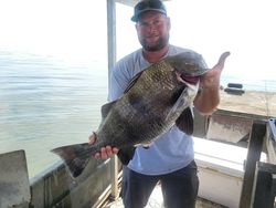 A fisherman holding a large black drum fish in MD