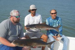 2 cobia fish caught in Oxford