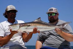 Cobia fish being caught while fishing in Oxford
