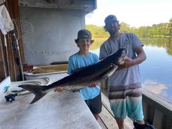 A cobia fish caught while fishing in Oxford