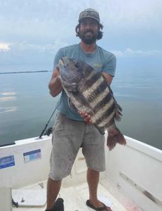 Sheepshead fish caught fishing in Maryland