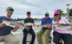 Three striped bass caught fishing in MD