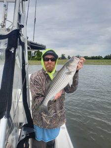 Striped bass caught fishing in MD