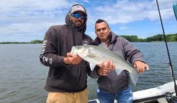 A striped bass caught in Oxford, fishing