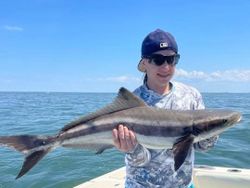 Large Cobia in Chesapeake Bay Inshore Fishing