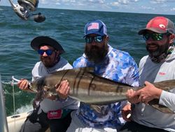 Cobia Season Run in Virginia