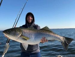 Fishing For Massive Striped Bass In VA