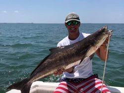 Cobia fish caught in VA