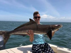 Cobia fish caught in VA