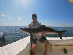 Cobia fish caught in Gloucester County