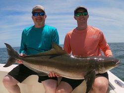 Cobia fish caught while fishing in VA