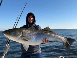 Striped bass caught in Gloucester County