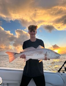 Over sized red fish 