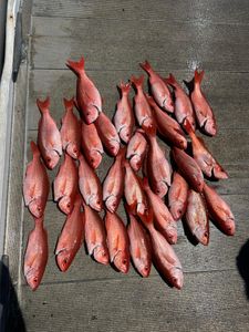 14 fishing in FL