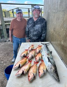 4 little tunny fish caught while fishing in FL
