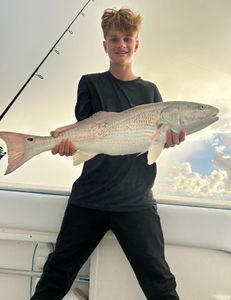 Over sized red fish