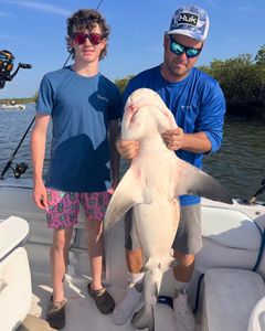 Atlantic Sharpnose Shark caught while fishing in Port Orange