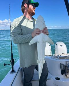 Atlantic Sharpnose Shark caught while fishing in Port Orange FL