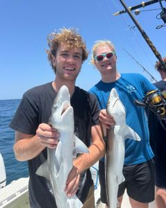 Dusky Smooth-Hound and Atlantic Sharpnose Shark caught in FL