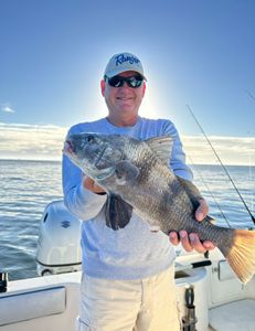 Successful catch of a large black drum fish in Port Orange