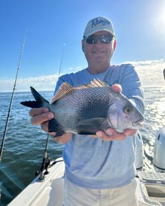 Black margate fish caught in FL