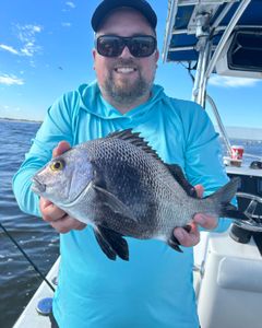 Black margate fish caught in FL