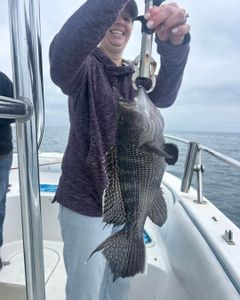 Black sea bass caught while fishing in Port Orange FL waters