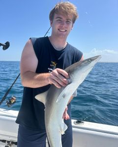 Blacktip Shark caught while fishing in Port Orange