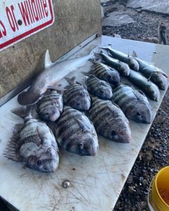 4 bonnethead sharks and sheepshead fish caught in FL