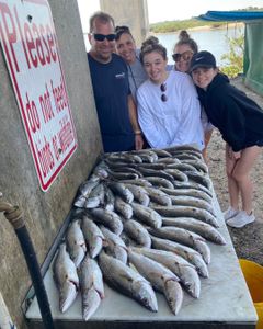 3 whiting and bluefish fish caught in FL