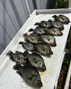 10 crappie fish caught in Florida