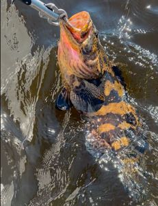 One fish caught while fishing in Port Orange