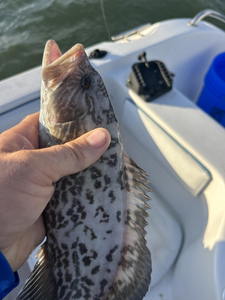 Beautiful gag grouper caught in Port Orange waters!