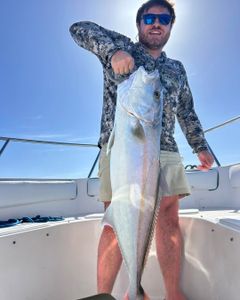 Greater amberjack caught fishing in Port Orange FL displayed on boat deck