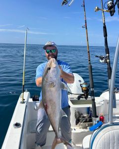 Greater amberjack caught while fishing in Port Orange FL displayed on boat deck