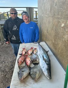 3 grey triggerfish caught by two people fishing in Florida