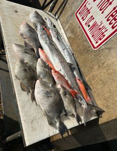 4 grey triggerfish and king mackerel caught in Port Orange